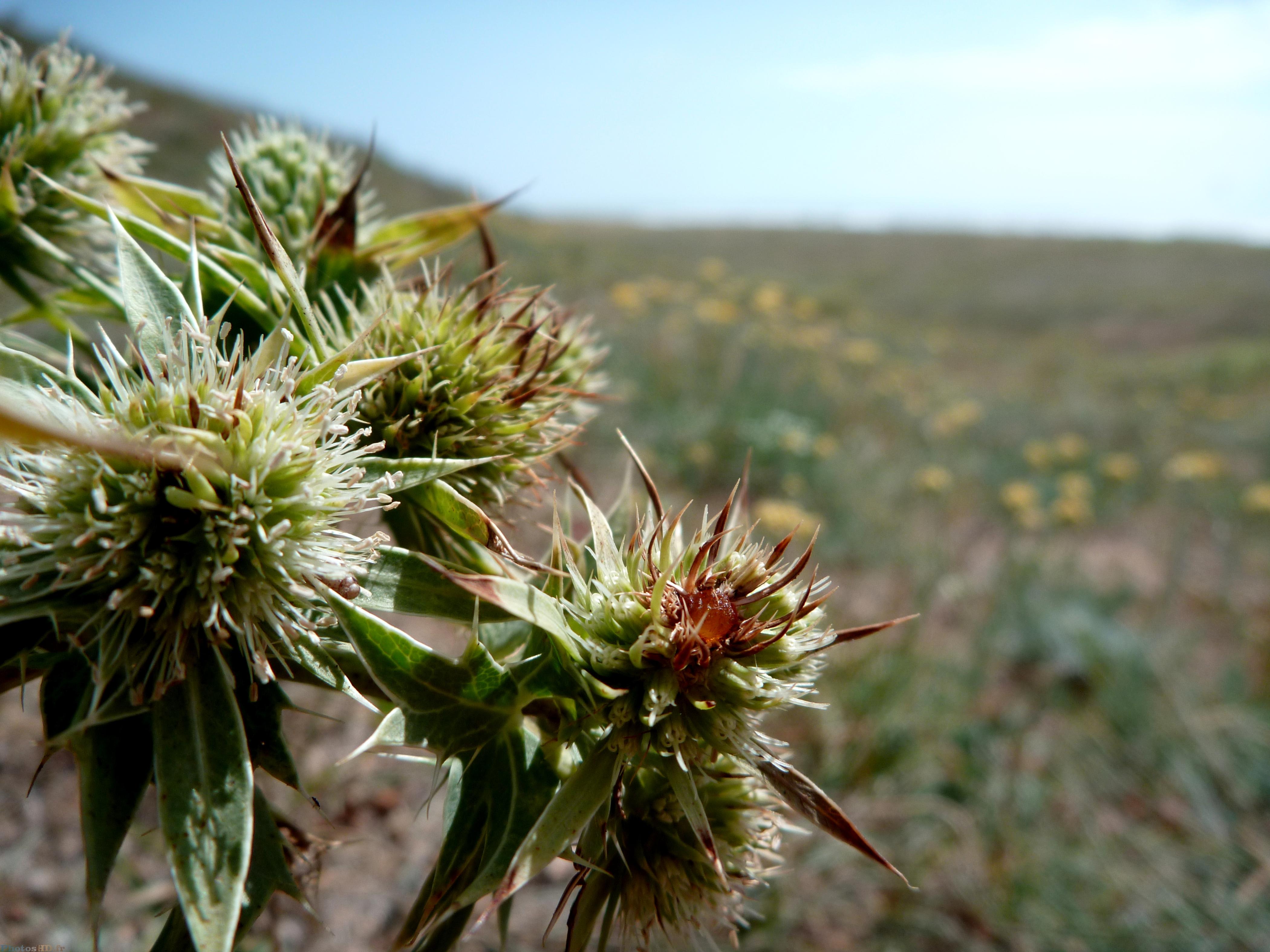 Plantes des dunes de sable