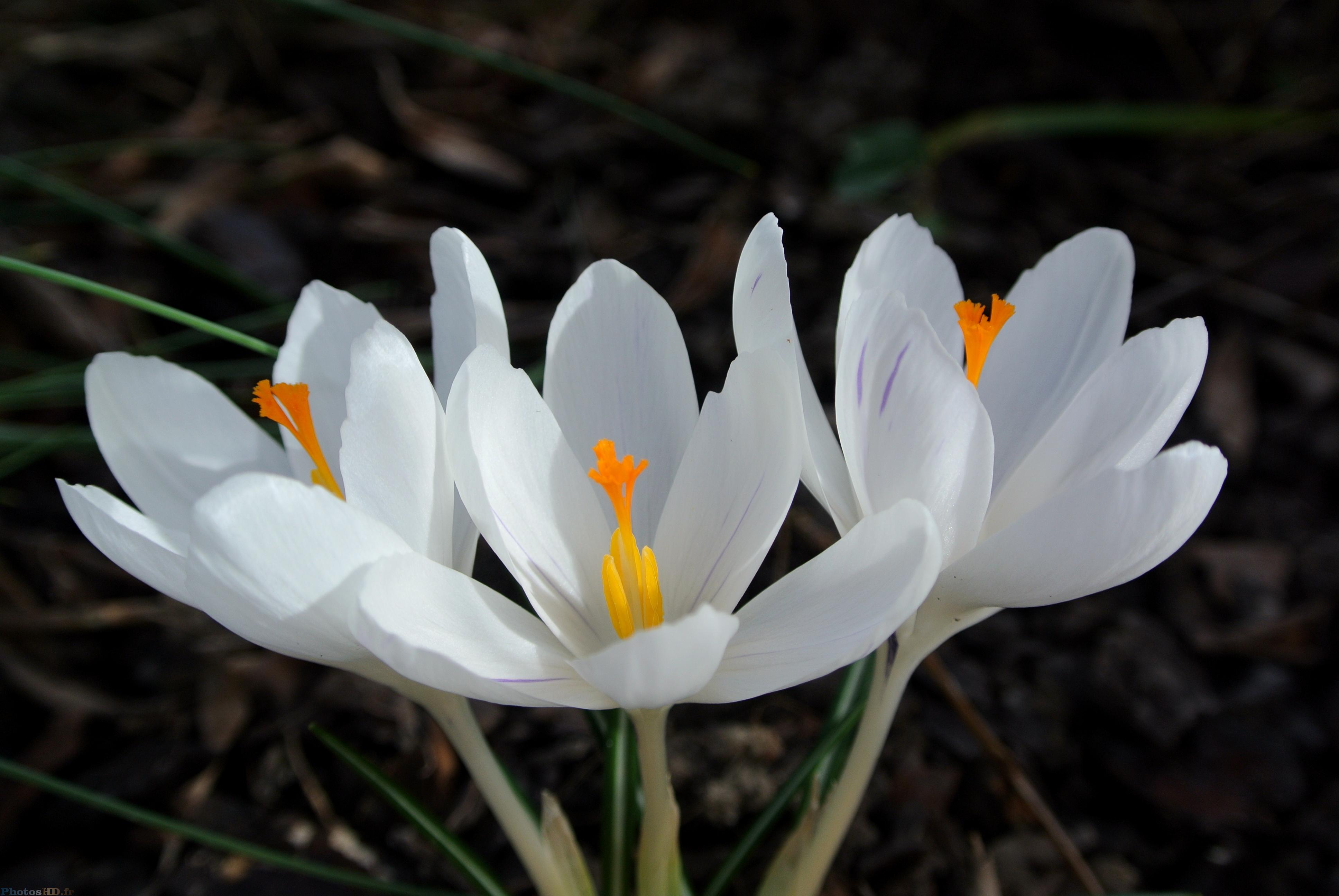 Crocus blancs