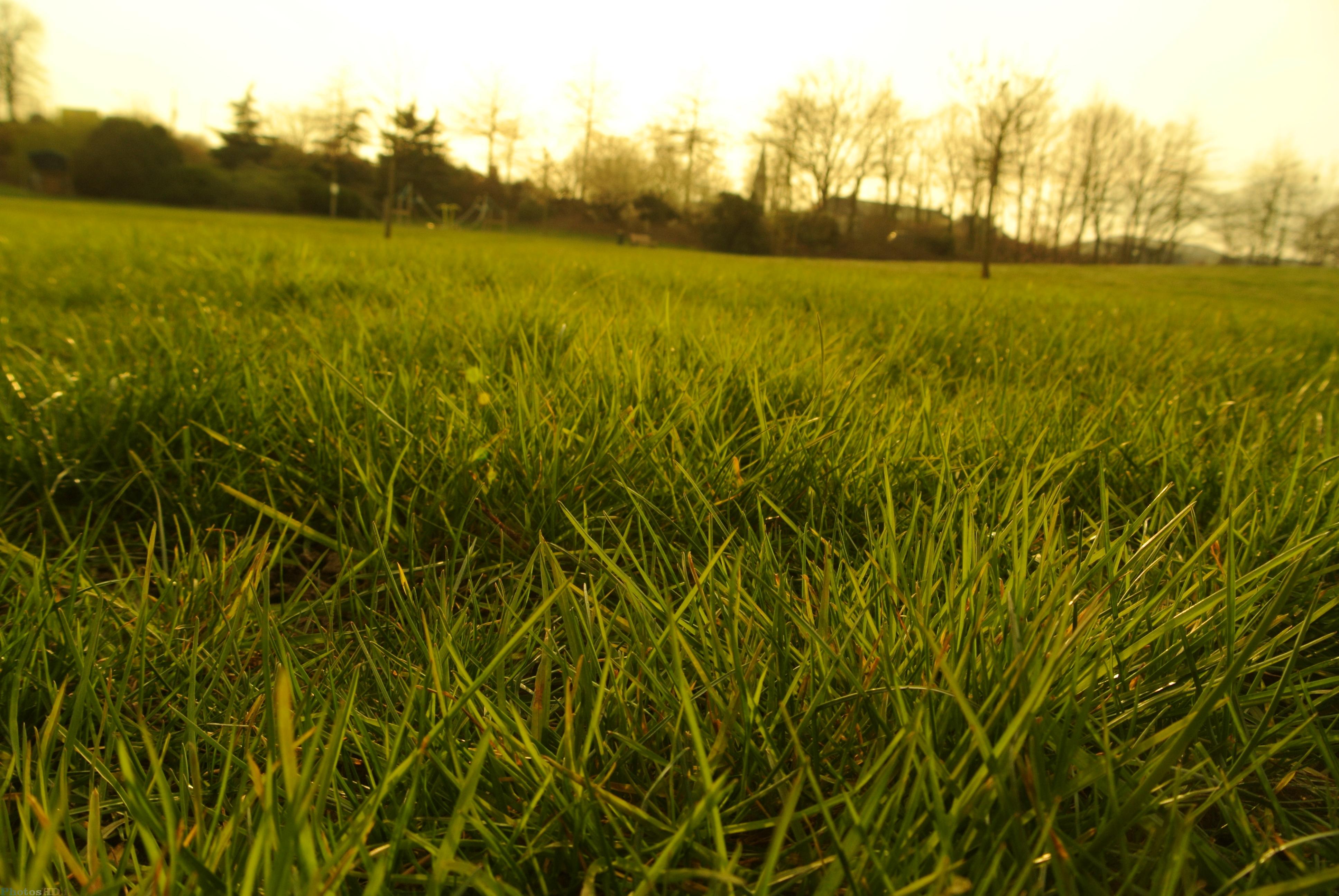 Herbe et ciel en jaune