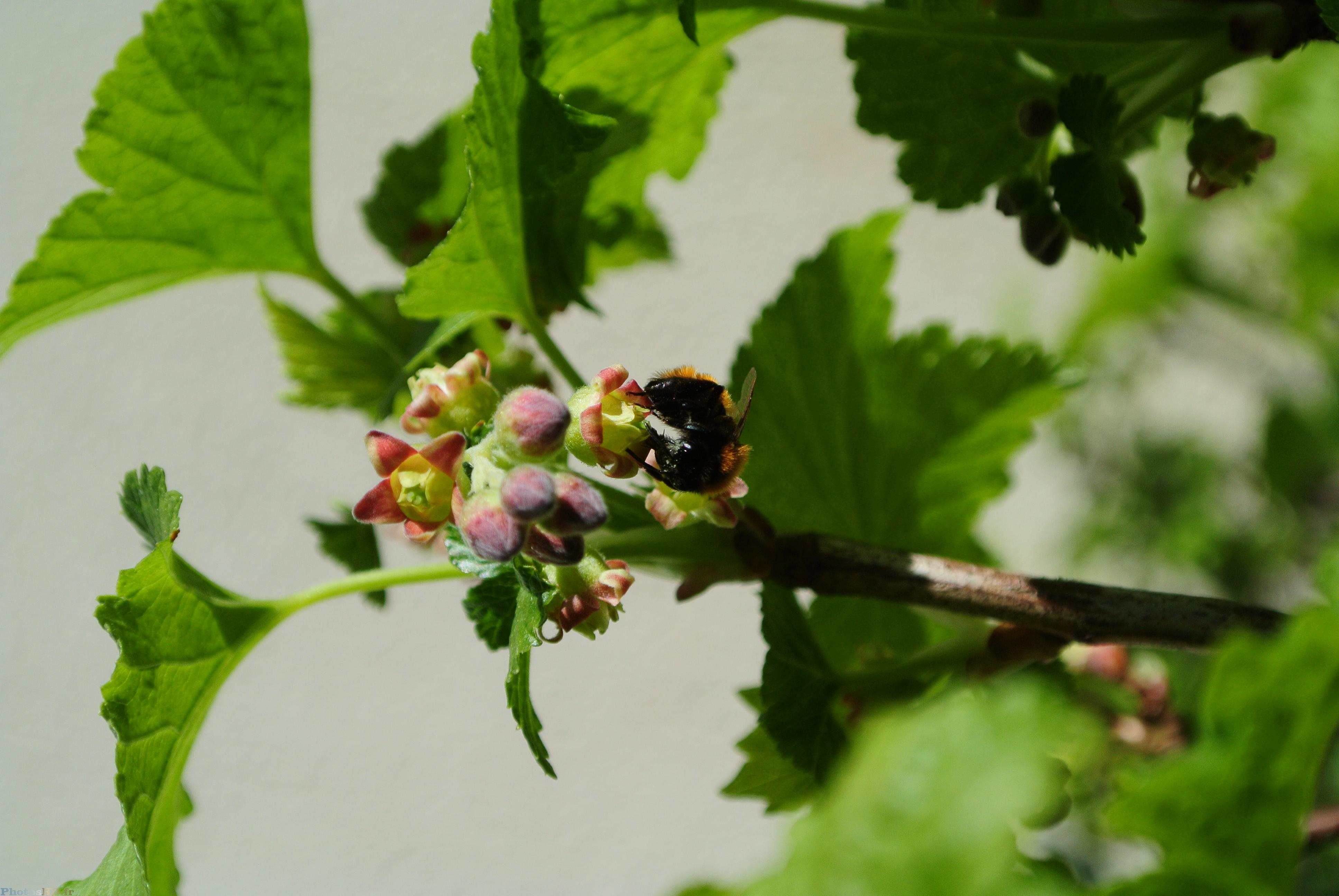 Abeille orange qui butine