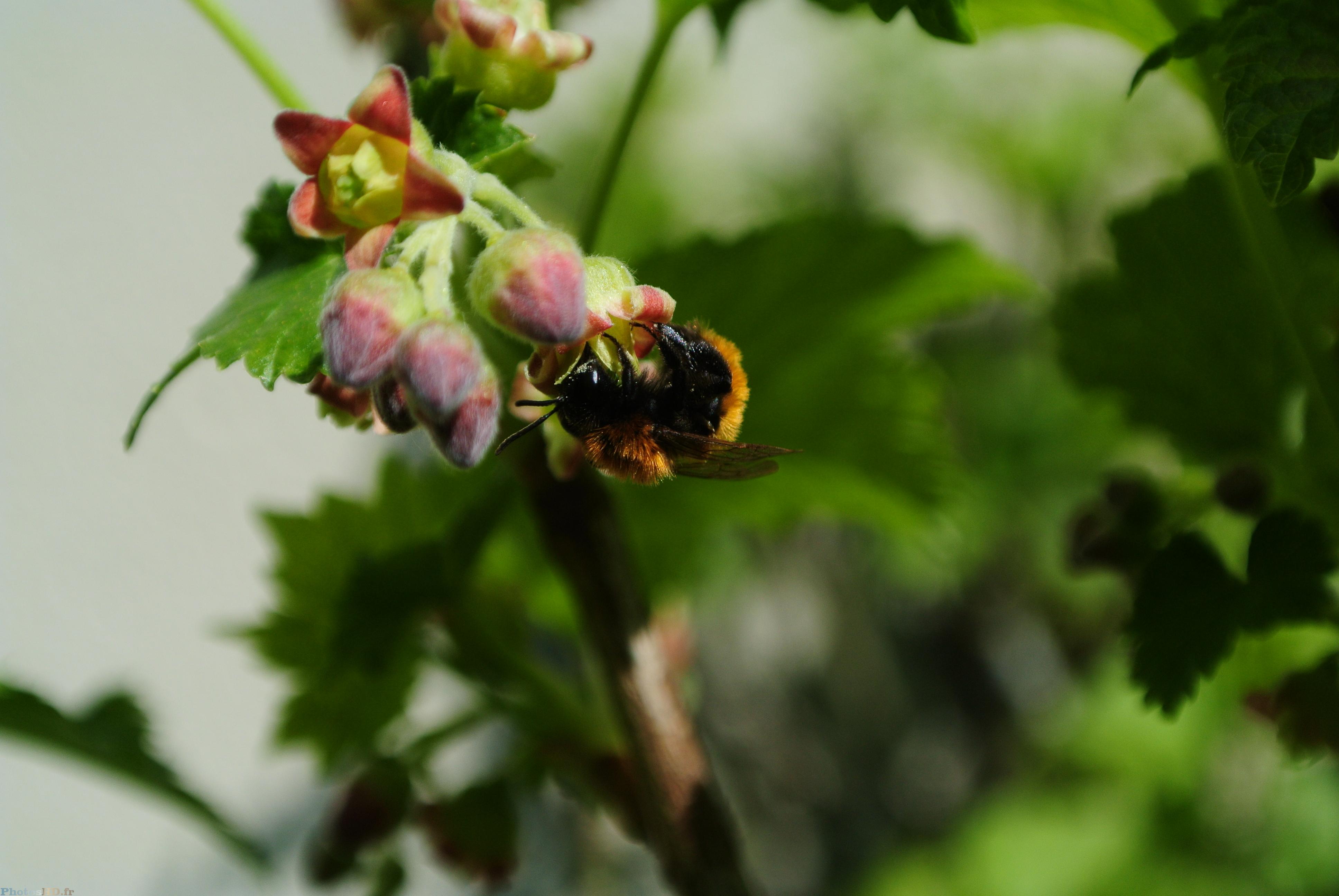 Abeille orange qui butine