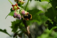 Abeille orange qui butine