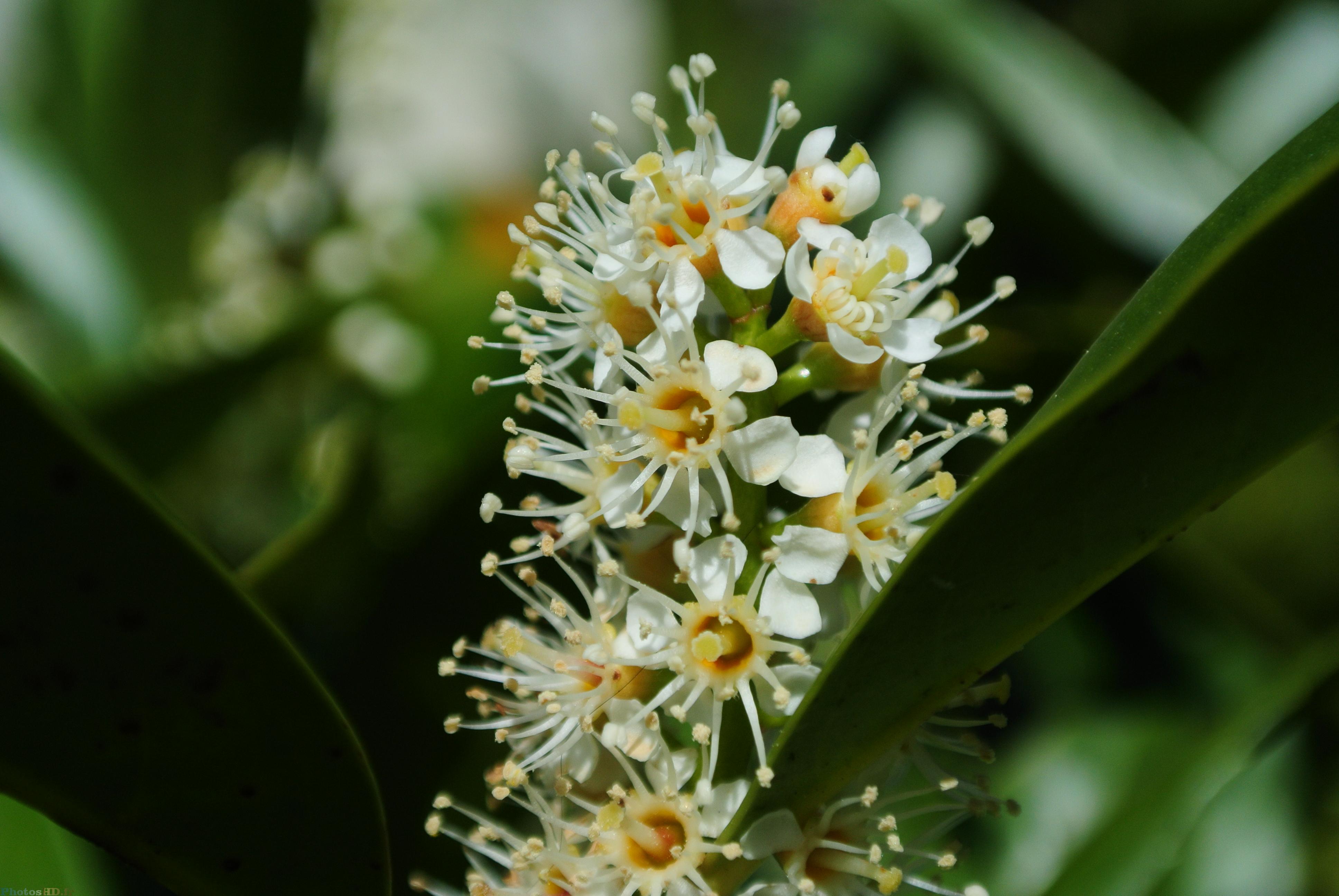 Fleurs blanches