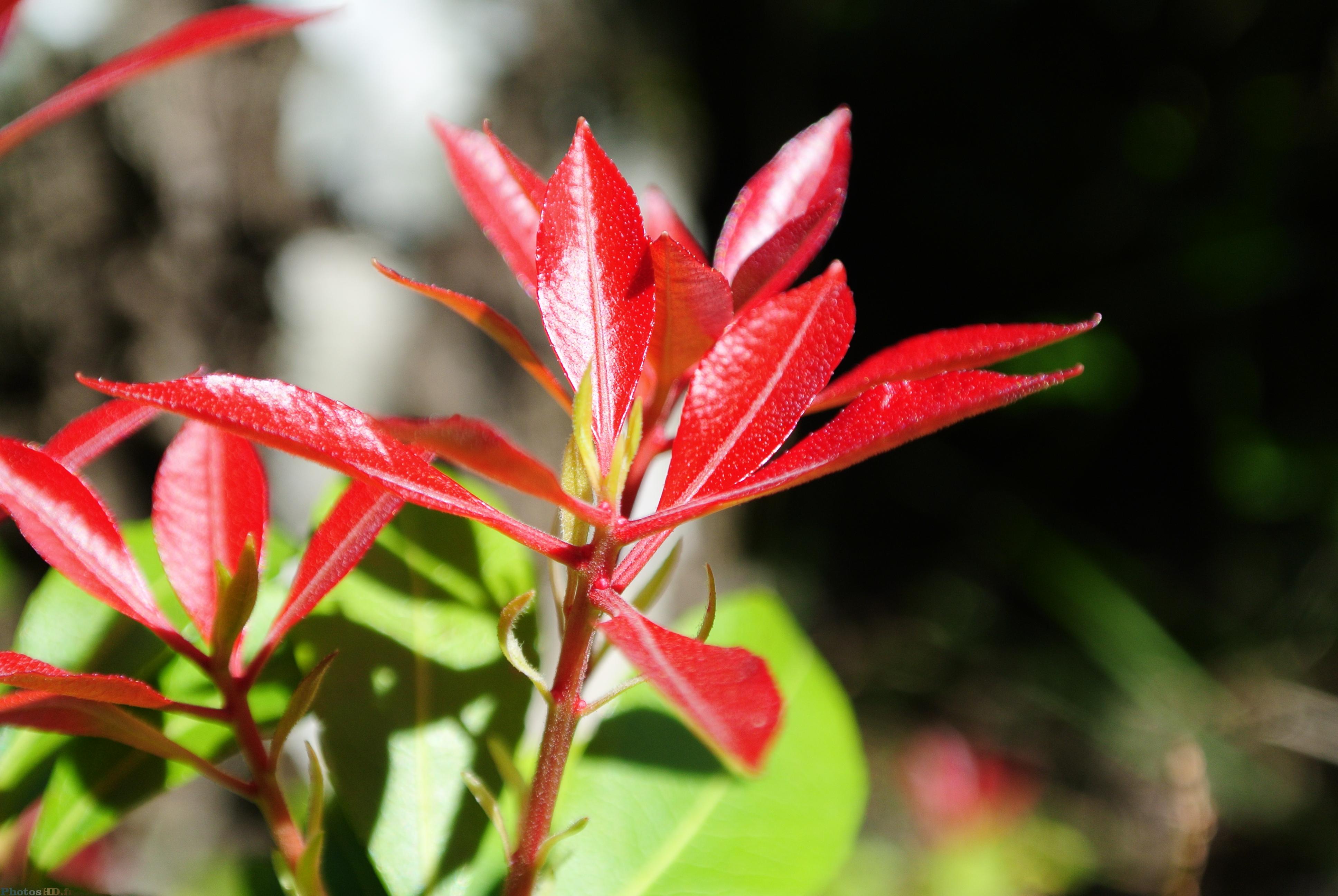 Feuilles rouges