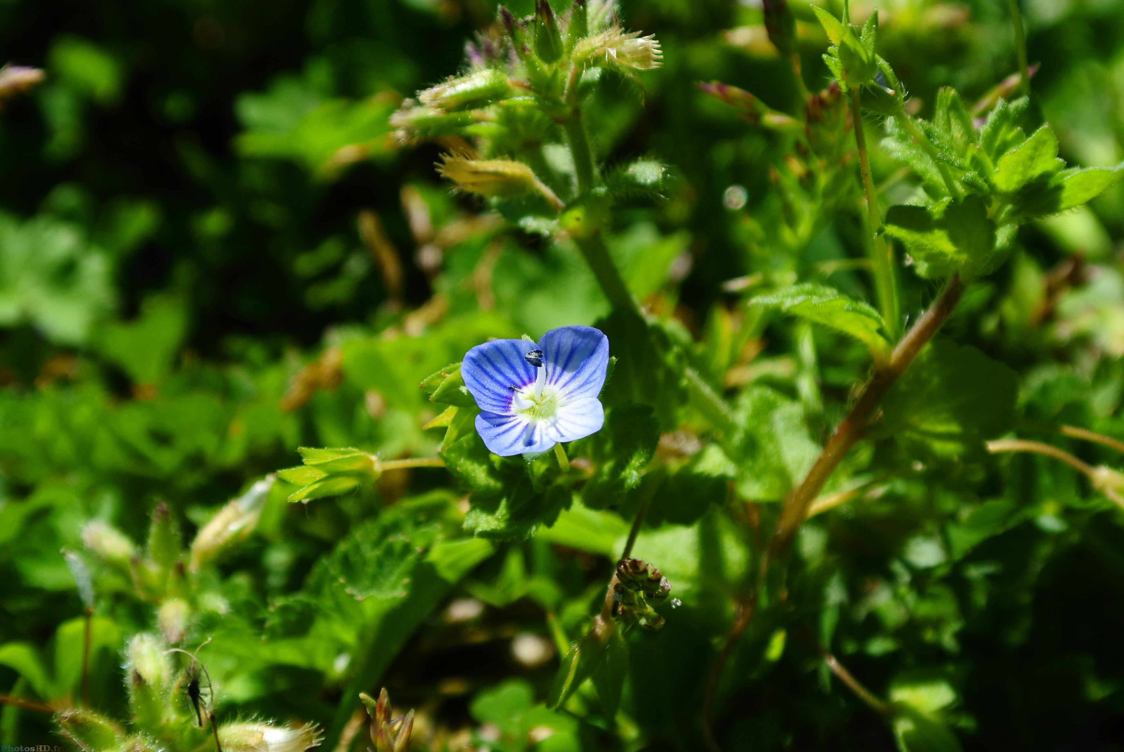 Fleur bleue