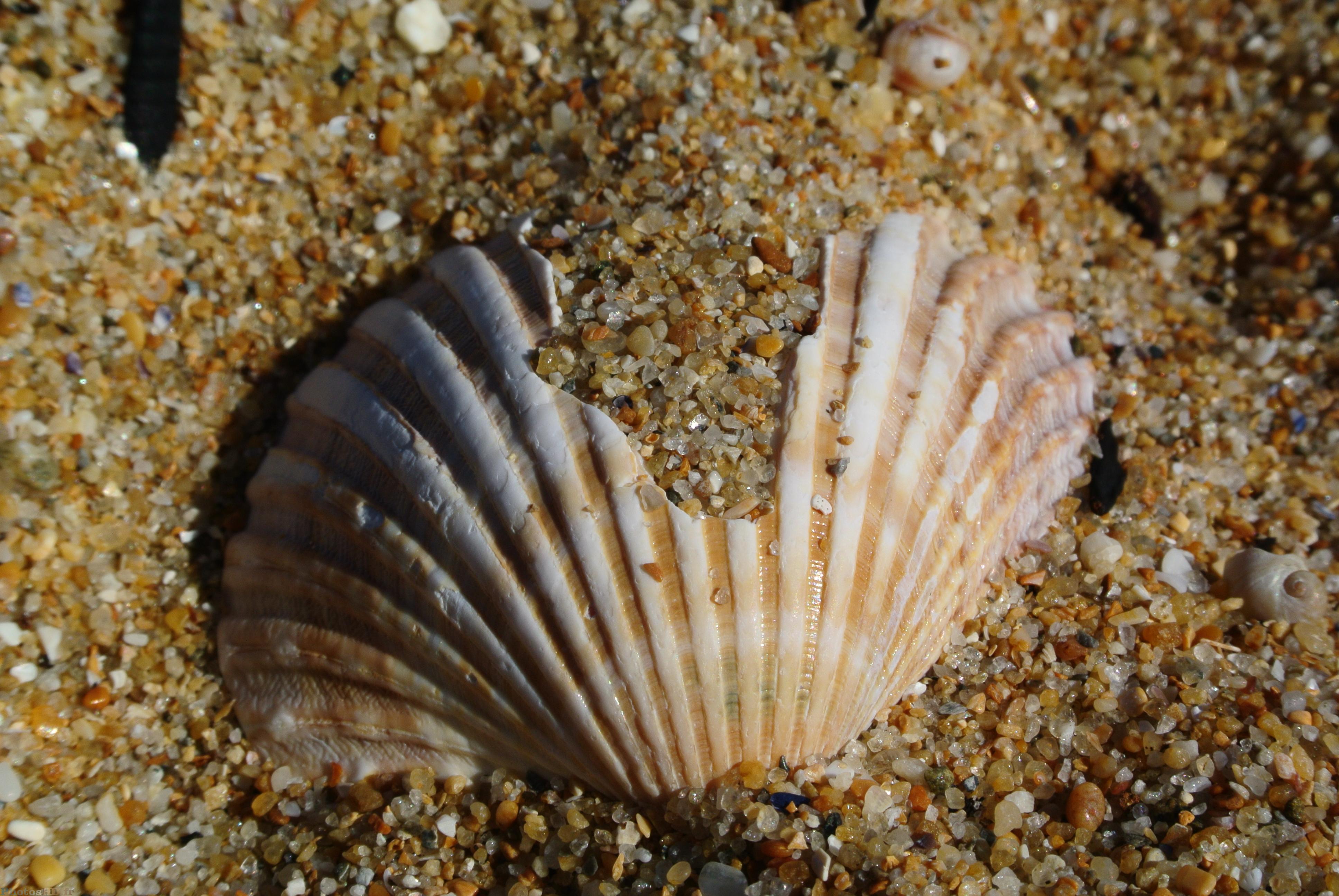 Coquillage cassé