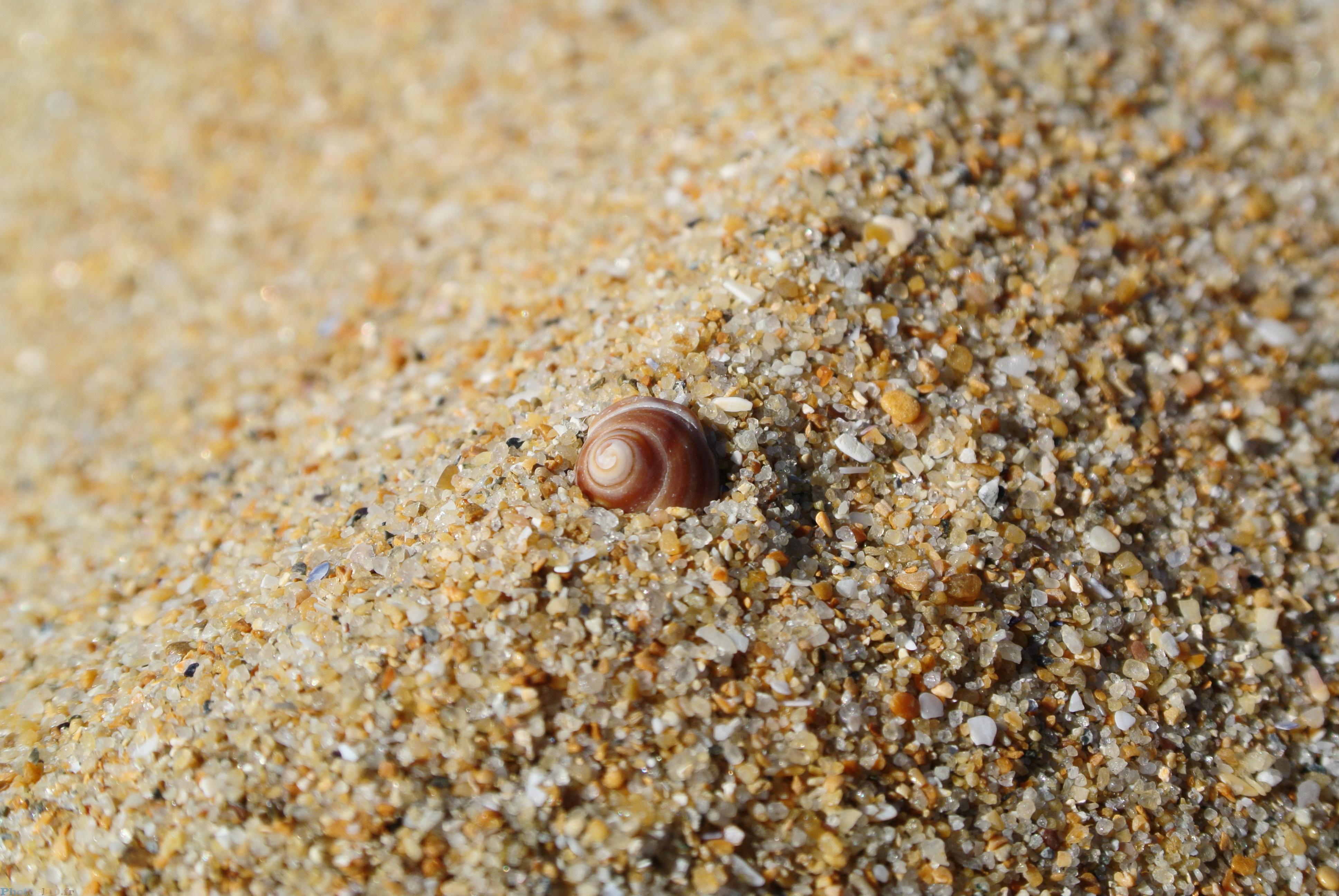 Coquillage