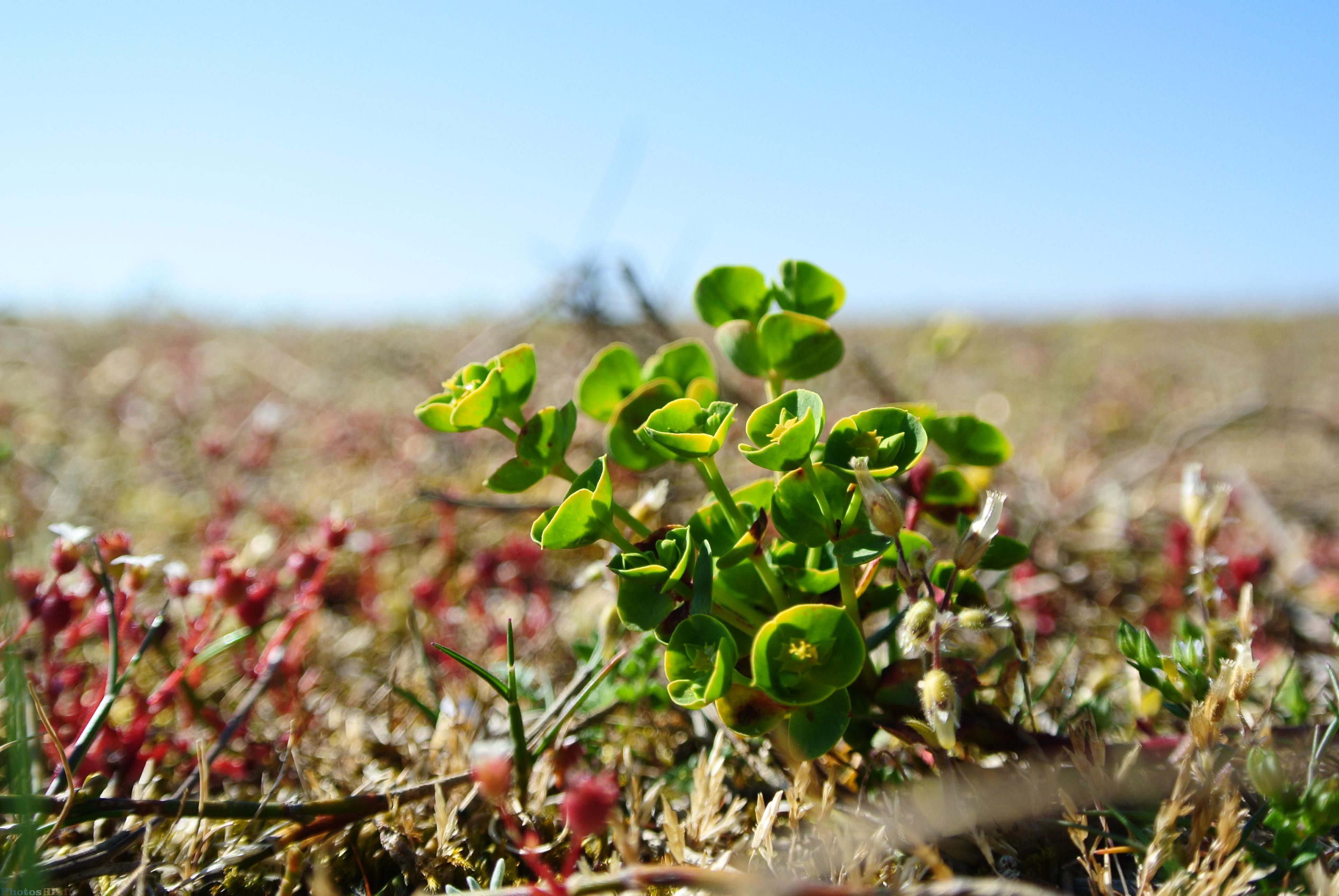 Fleurs vertes des dunes