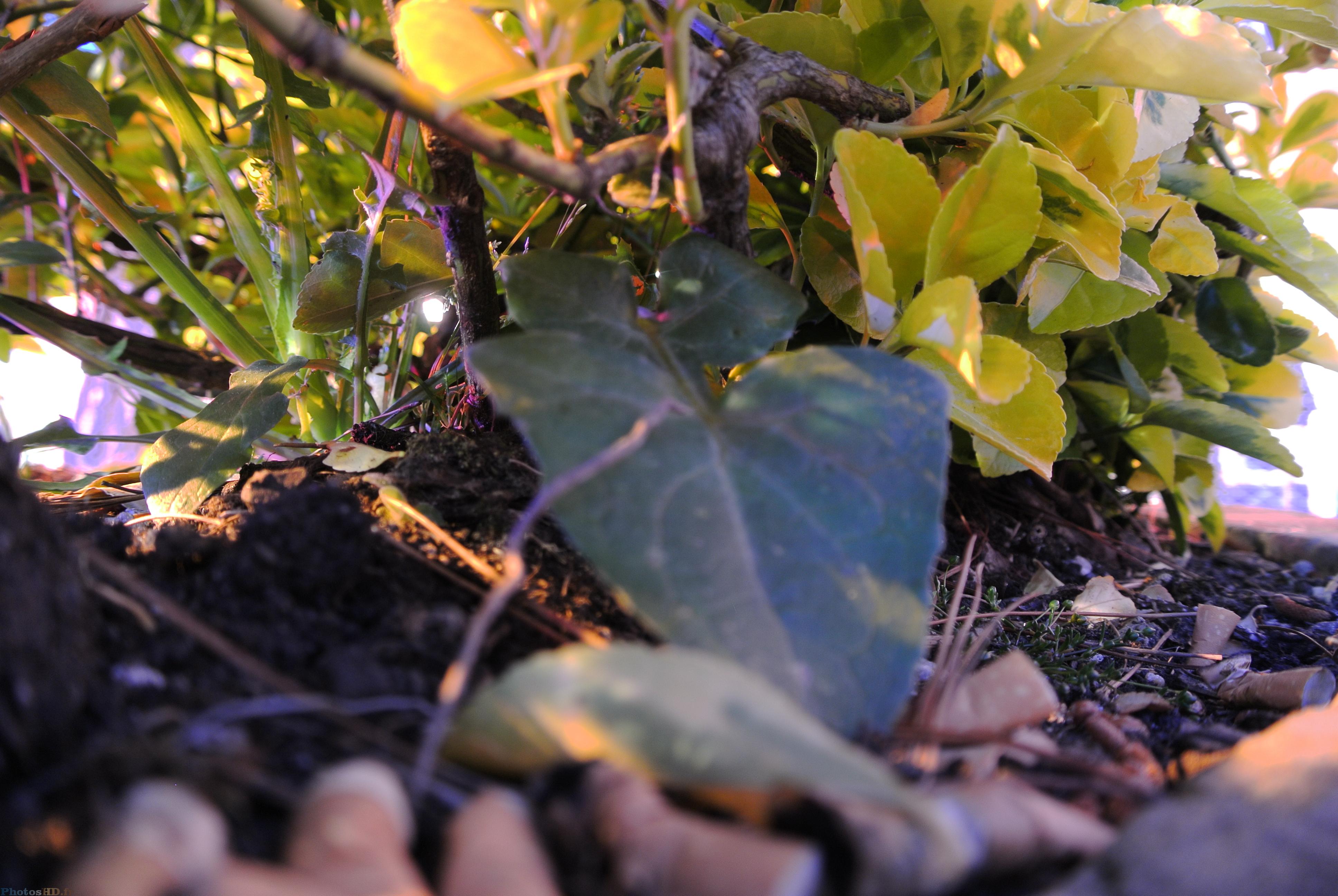 Sous les plantes