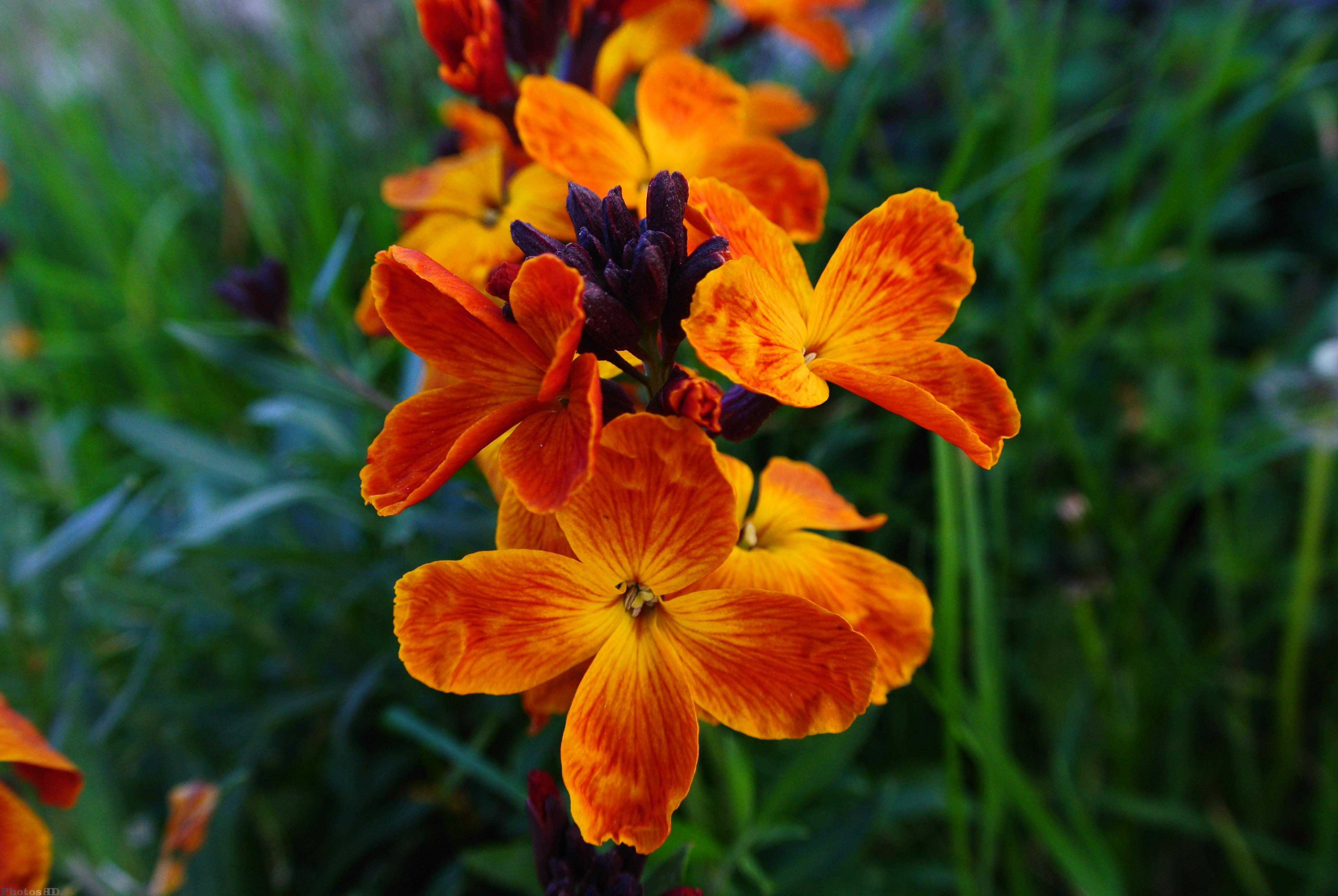 Giroflet orange et rouge