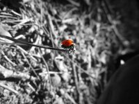 Coccinelle noir et blanc