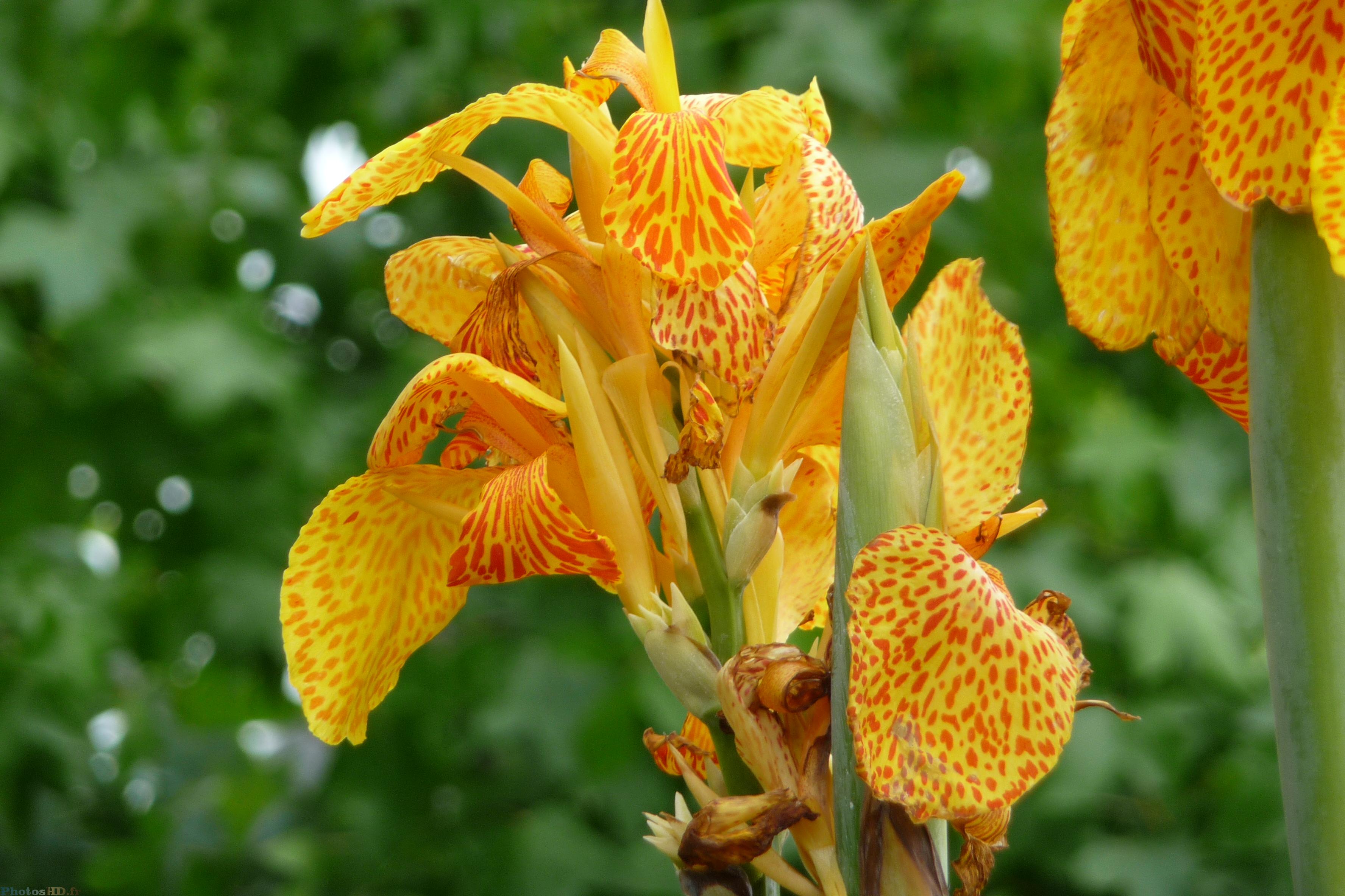 Canna indica