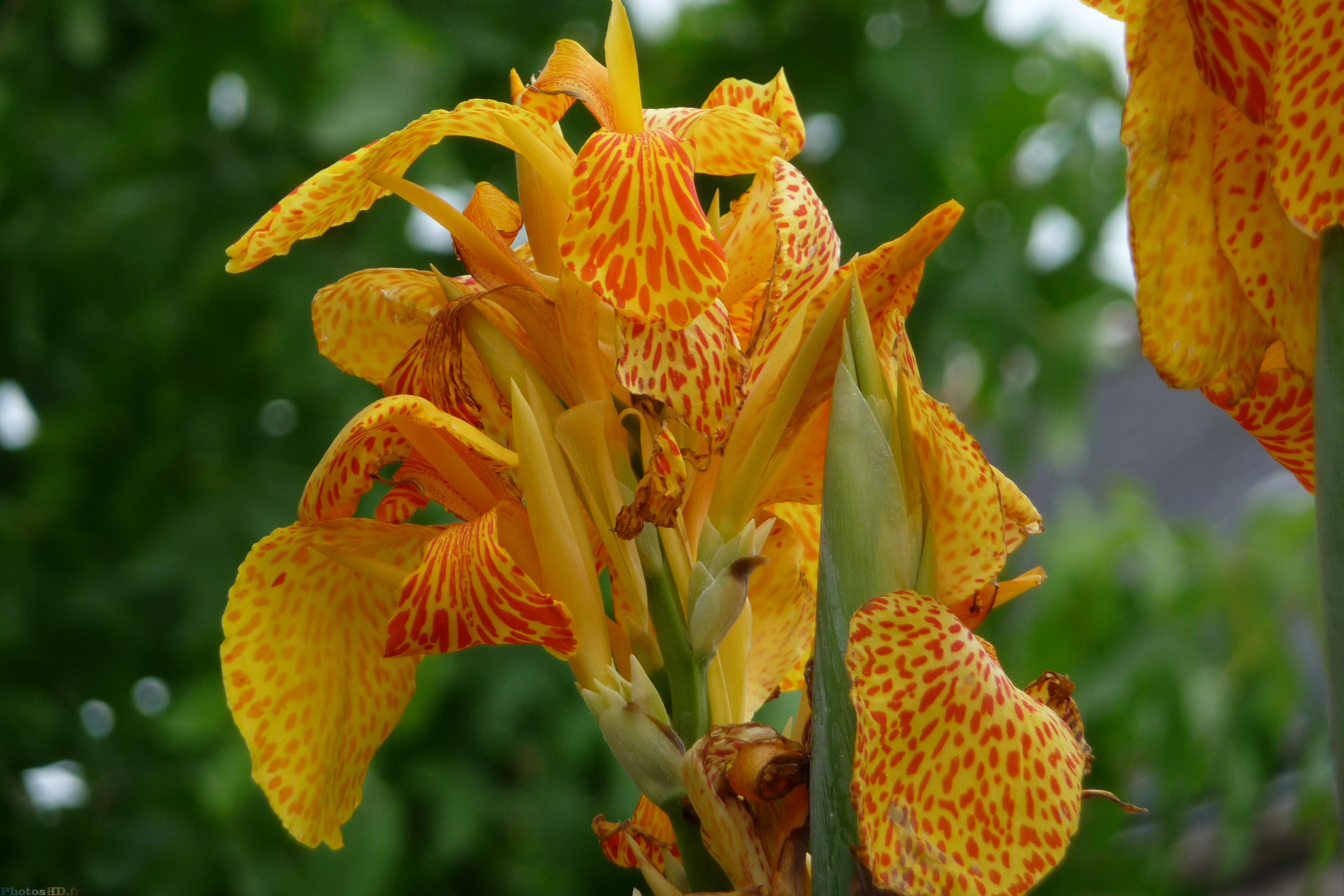 Canna indica