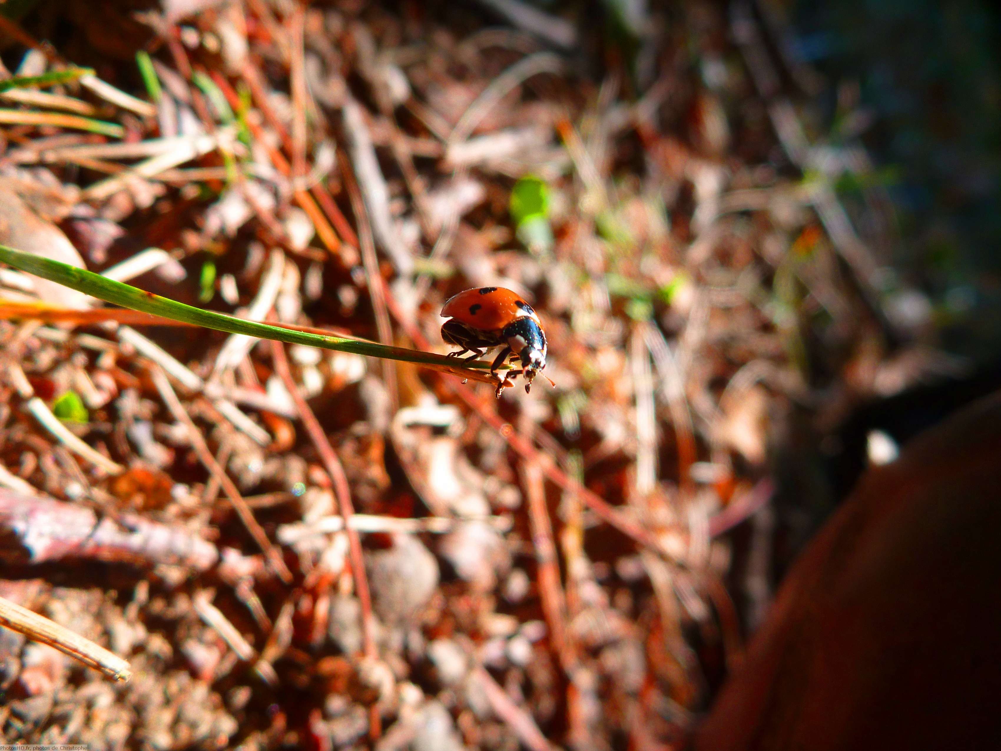 Coccinelle Couleur augmentées