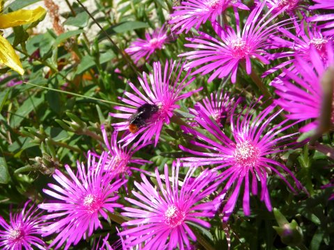 Abeille qui butine du fico&iuml;de