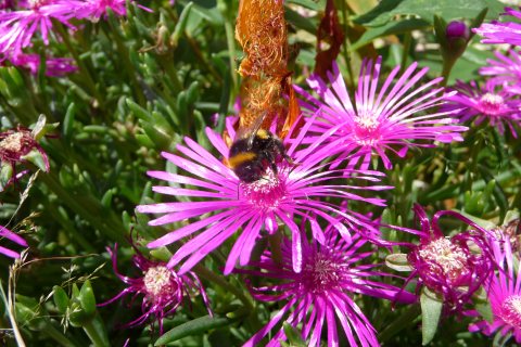 Abeille qui butine du fico&iuml;de