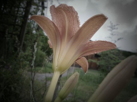 Liliac&eacute;es H&eacute;m&eacute;rocalle