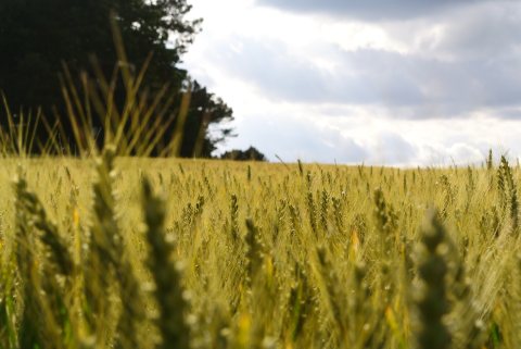 Au ras du champ de bl&eacute;