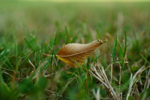 Feuille morte de pr&egrave;s