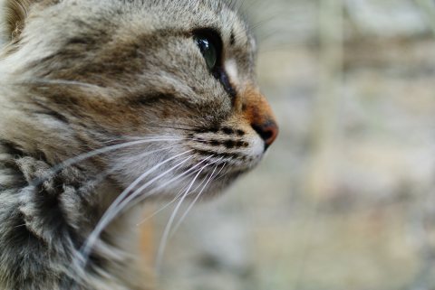 Petit chat