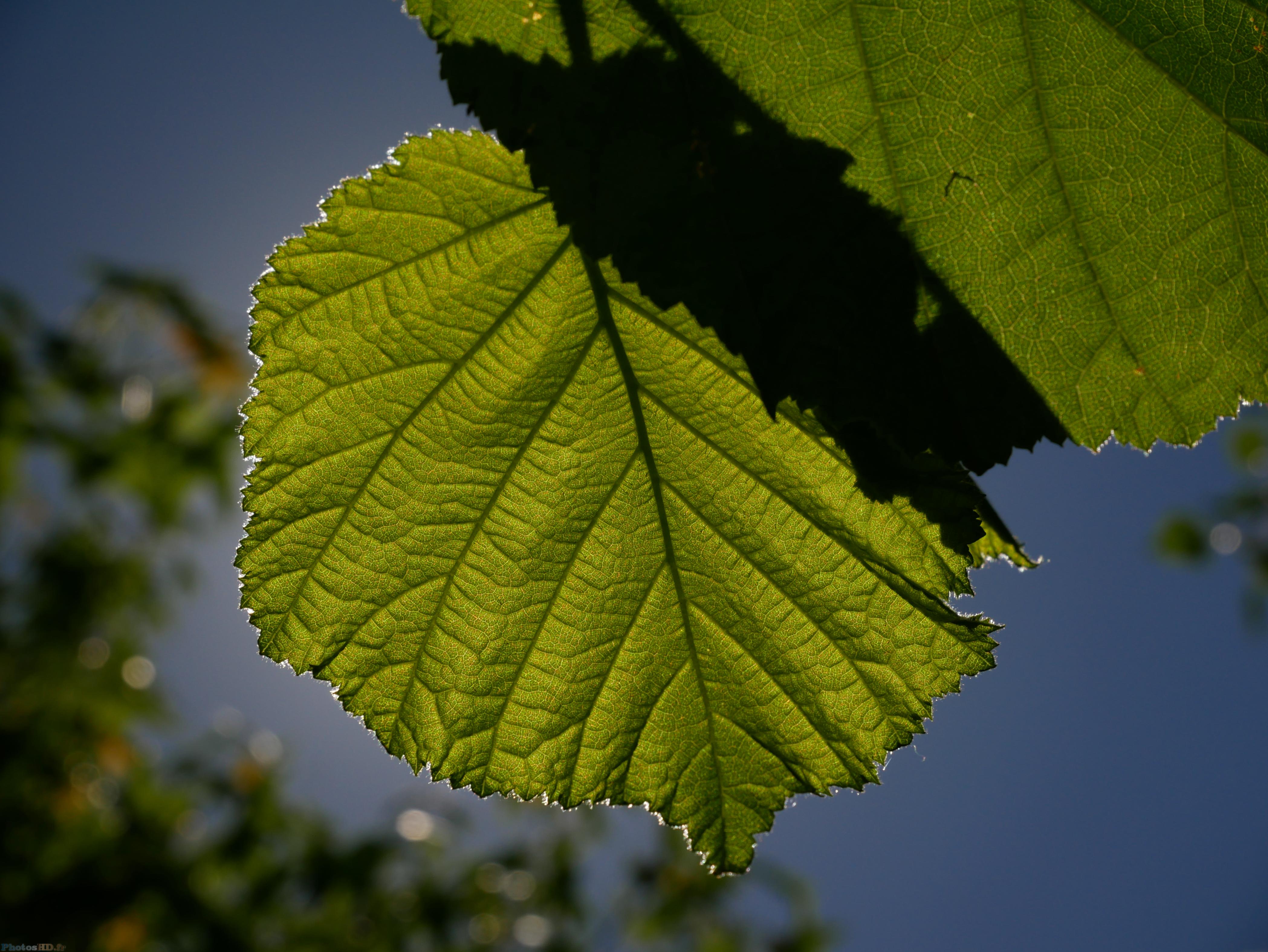 Feuille d'un noisetier