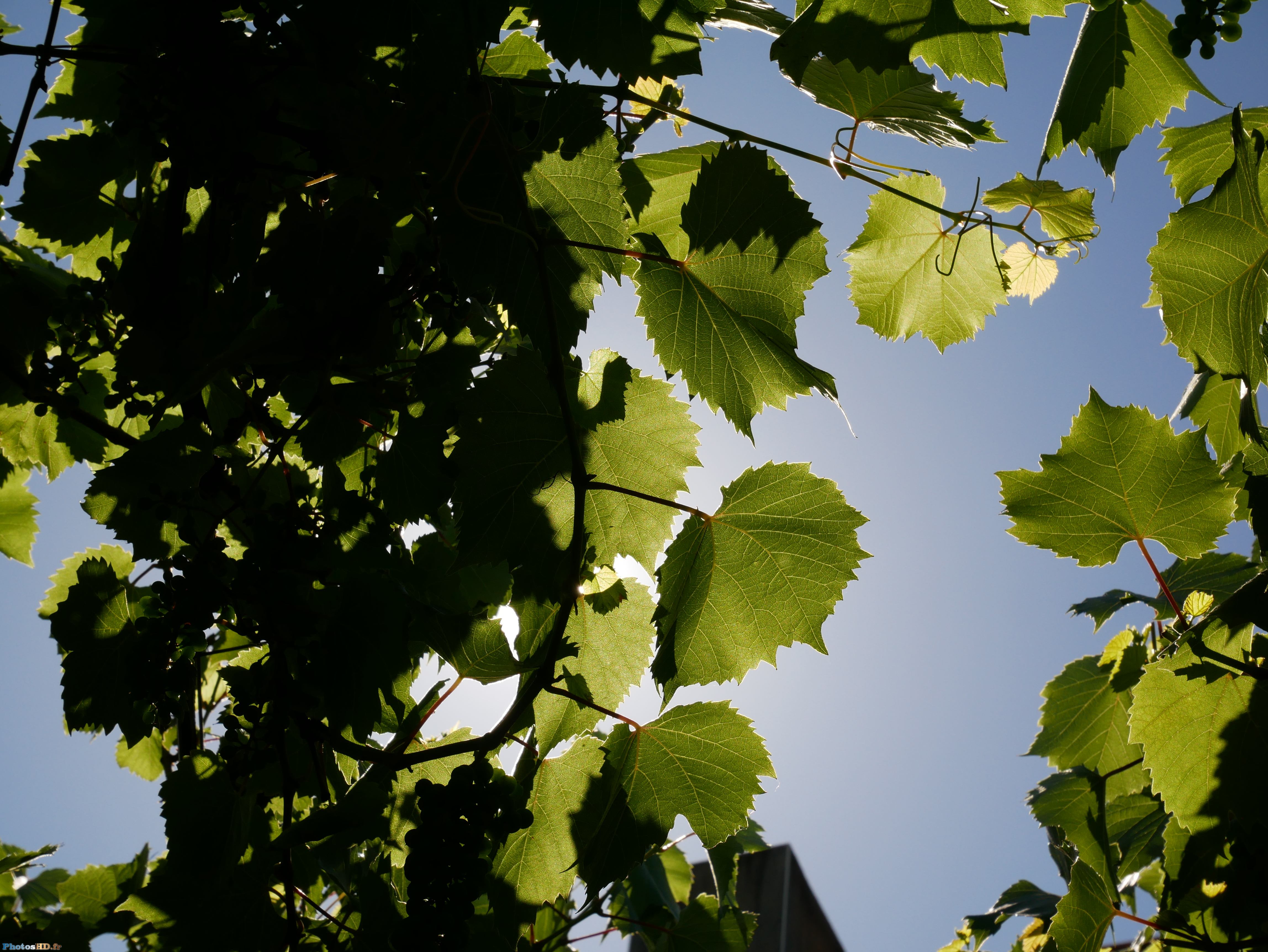 Feuilles de vigne au soleil