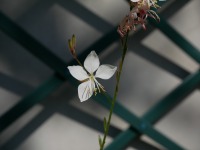 Petite fleur blanche