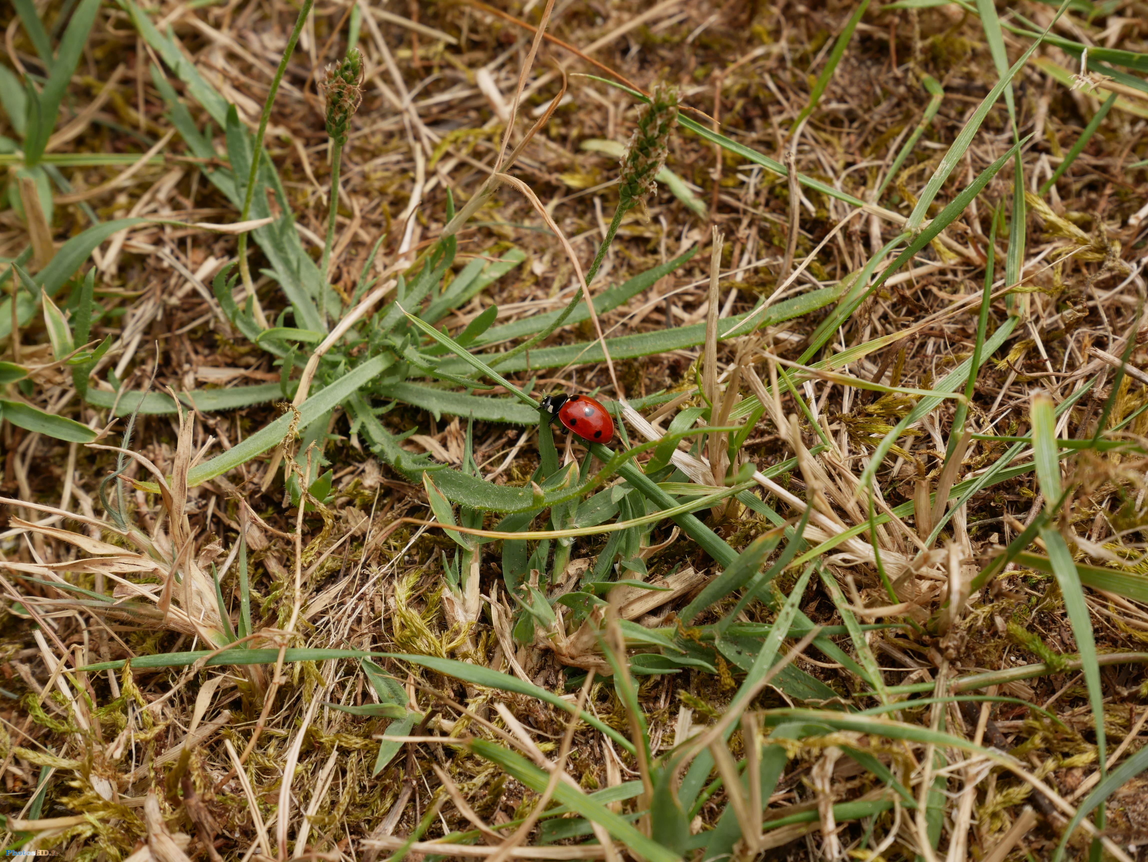 Coccinelle