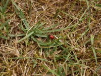 Coccinelle