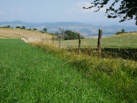 Prairie de montagne