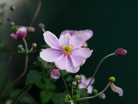 An&eacute;mone du Japon