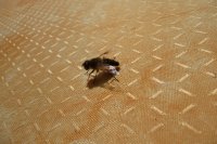 Abeille