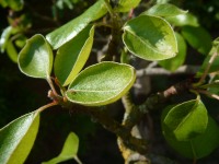 Feuilles de cerisier