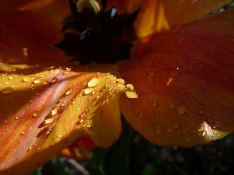 Gouttes d'eau