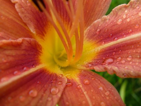 Liliac&eacute;es H&eacute;m&eacute;rocalle