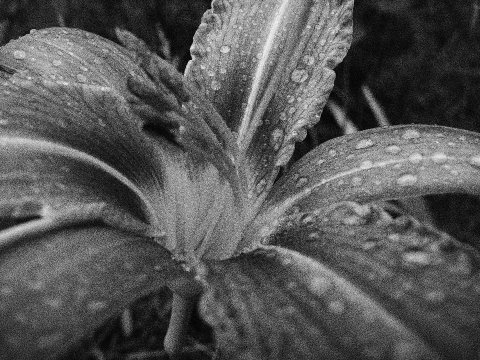 Liliac&eacute;es H&eacute;m&eacute;rocalle