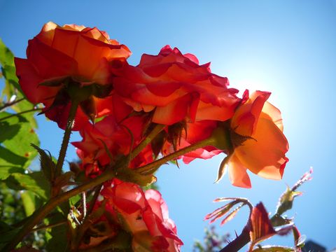 La fleur rouge