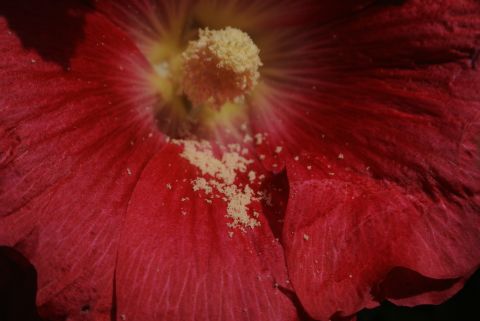 Fleur de rose tr&eacute;mi&egrave;re