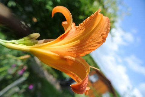 Liliac&eacute;es H&eacute;m&eacute;rocalle