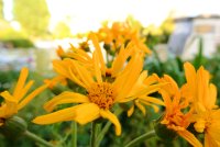 Fleurs