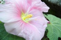 Rose tr&egrave;mi&egrave;re