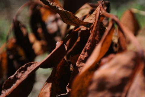 Feuilles mortes