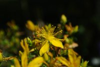 Millepertuis
