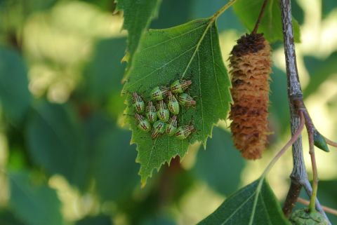 Insectes camoufl&eacute;s