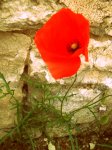 Coquelicot