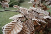 Ros&eacute;e gel&eacute;e