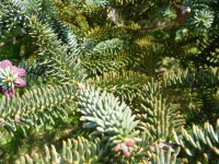 &Eacute;pines de sapin