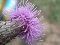 Chardon de tr&egrave;s pr&egrave;s