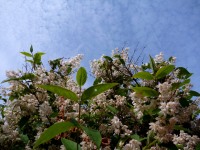 Les fleurs et le ciel